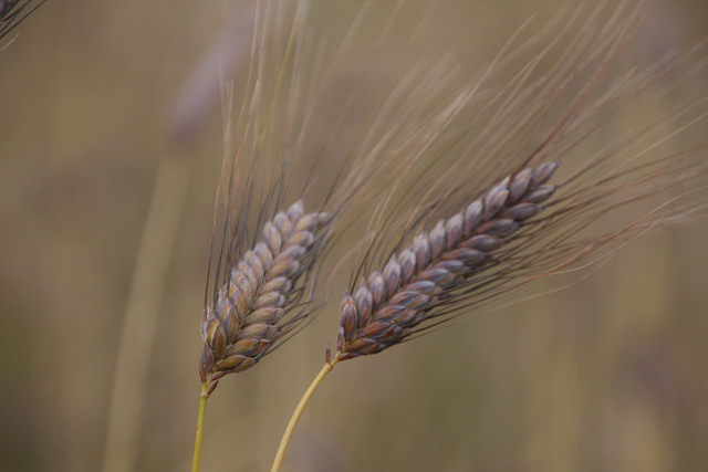 Emmer Mv Hegyes - A resistant variety having high nutritional value and low nutrient demands, making it suitable for organic agriculture