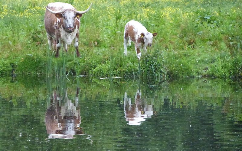 Longhorn & calf with reflections, courtesy of Shugborough park farm. All photo credits Rare Breeds Survival Trust