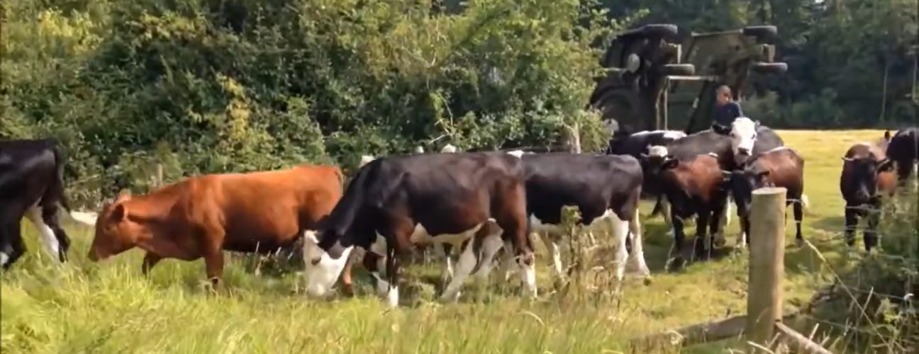 Moving cattle to Daylesford wetlands