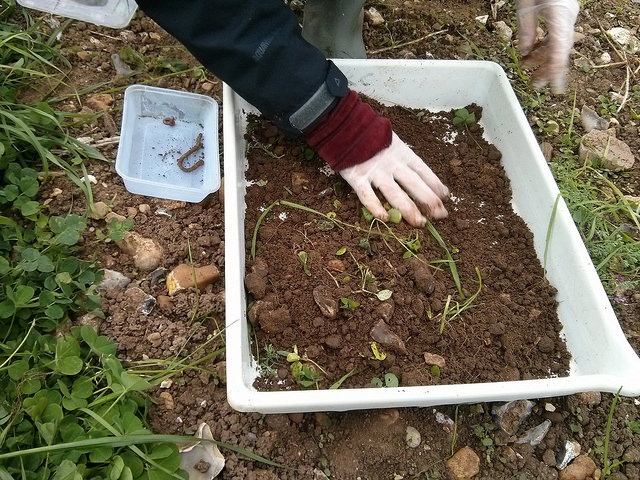 Scanning soil for worms at Tolhurst Organic, October 2016