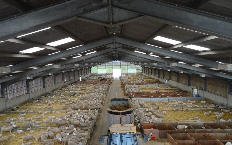 Sheep in barn. Photo credit Rachel Lewis