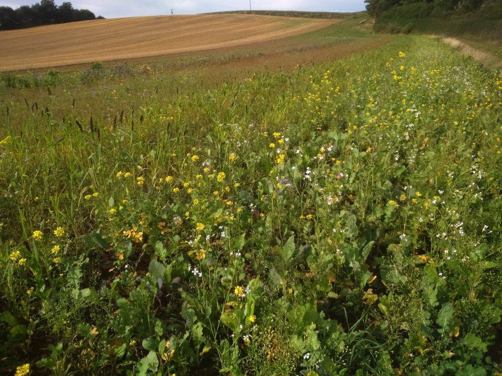 Offsetting land in the agricultural landscape to increase biodiversity ...