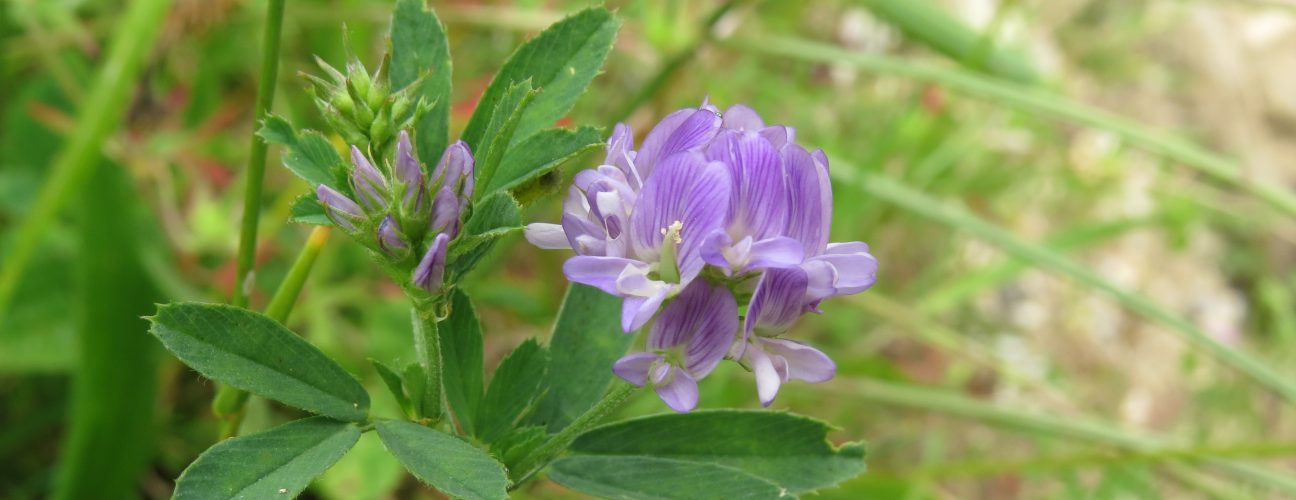 Lucerne (Odd Wellies - Public domain)