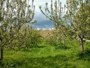Ragmans Lane Farm orchard