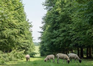 Sheep grazing between trees at Little Hidden Farm near Hungerford. Photo credit Kevin Waldie, 2017 Sheep grazing between trees at Little Hidden Farm near Hungerford. Photo credit Kevin Waldie, 2017