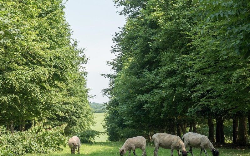 Sheep grazing between trees at Little Hidden Farm near Hungerford. Photo credit Kevin Waldie, 2017