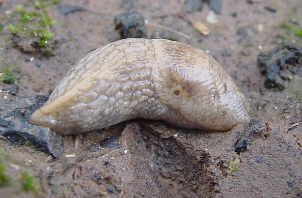 Slug on mud. photo credits Metaldehyde Stewardship Group (MSG)