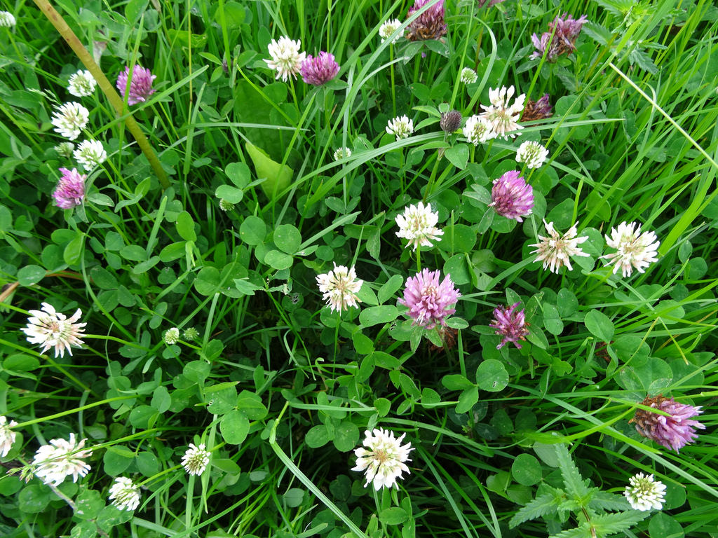 Mixed clovers