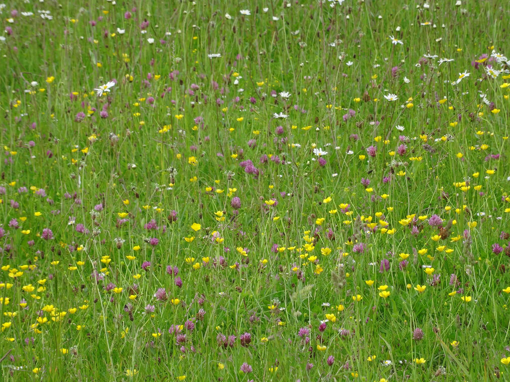 Species-rich Grasslands, Meadows & Pastures in Worcestershire - Agricology