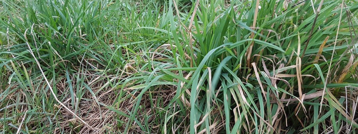 Cocksfoot-Orchard-grass-still-holding-up-well-in-mid-Feb2