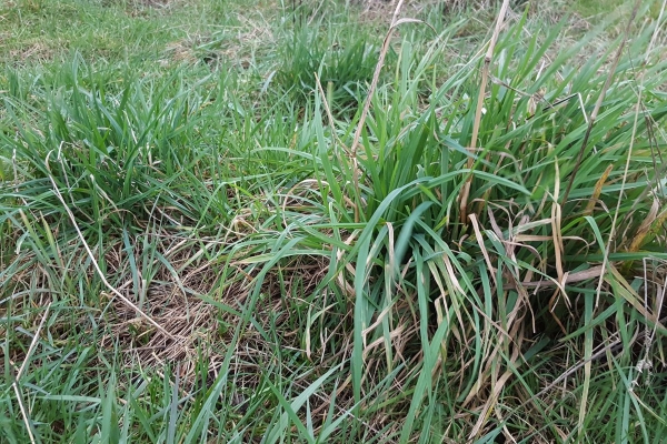 Cocksfoot-Orchard-grass-still-holding-up-well-in-mid-Feb2