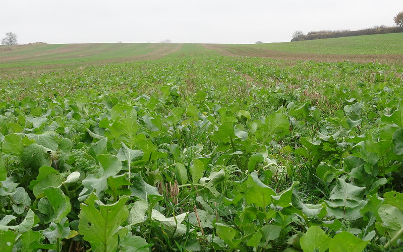 Green manures Photo credit Rachel Lewis