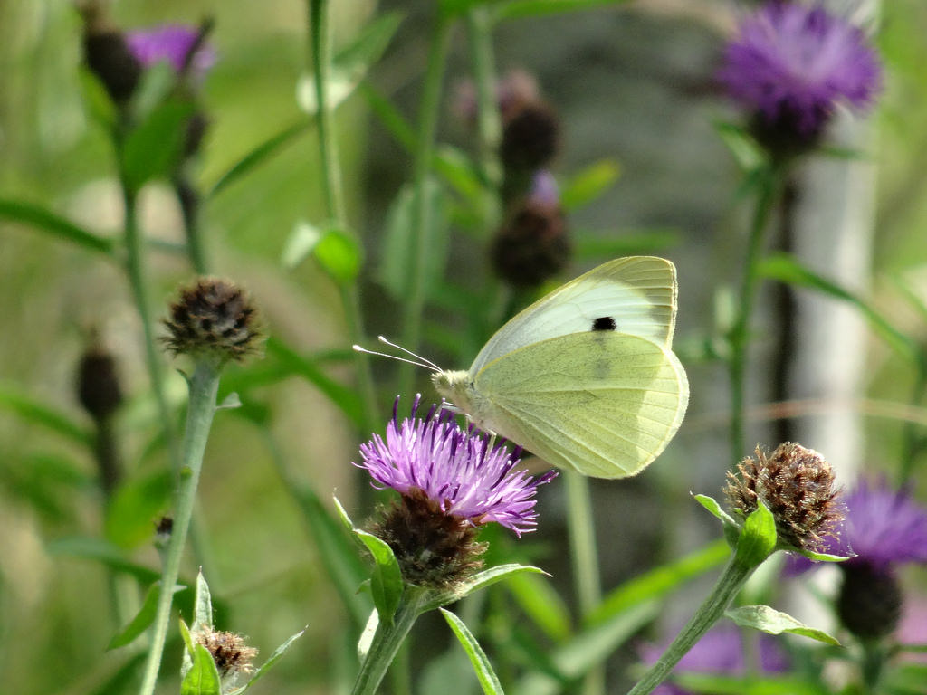 Functional biodiversity to improve pest control - Agricology