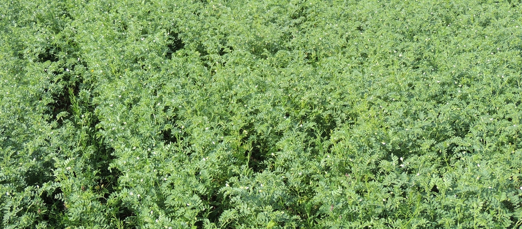 Chickpeas. Photo credit: Organic Research Centre