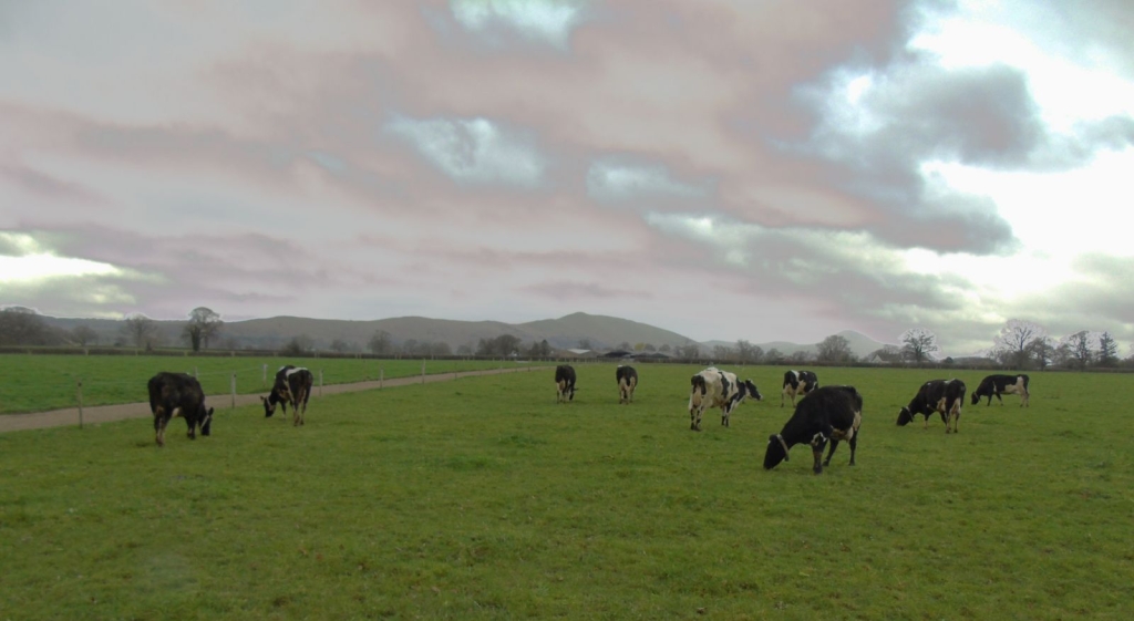 Cattle grazing