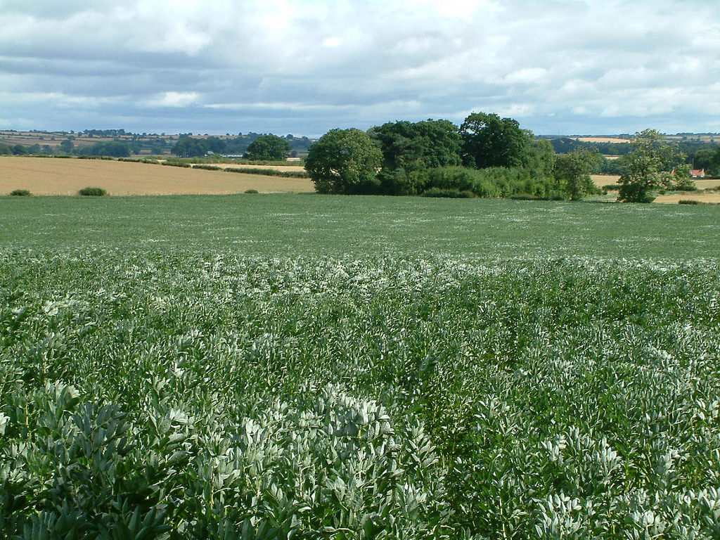 A field of beans in the landscape