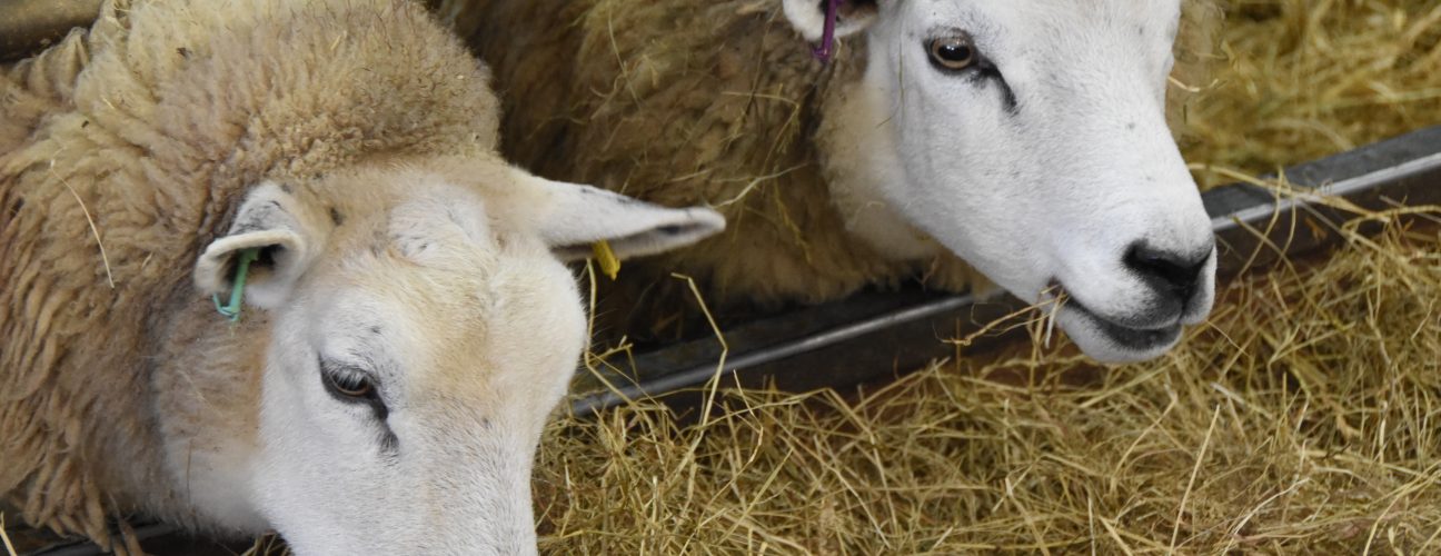 Lleyn Sheep at Daylesford
