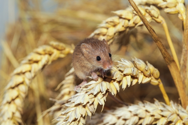 Harvest mouse
