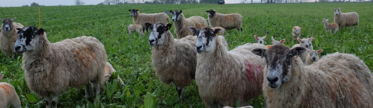 Sheep on arable land