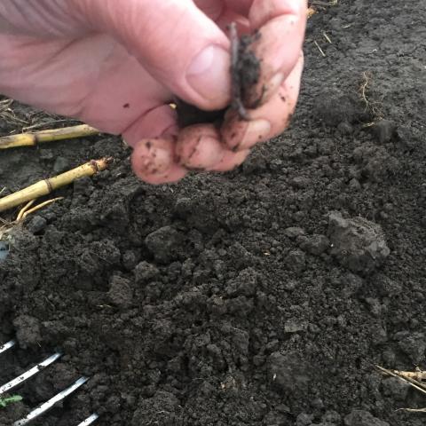 Visual assessment of soils at Ferry Farm have shown an increase in earthworms and improvement in soil structure 