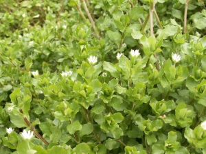 Common chickweed