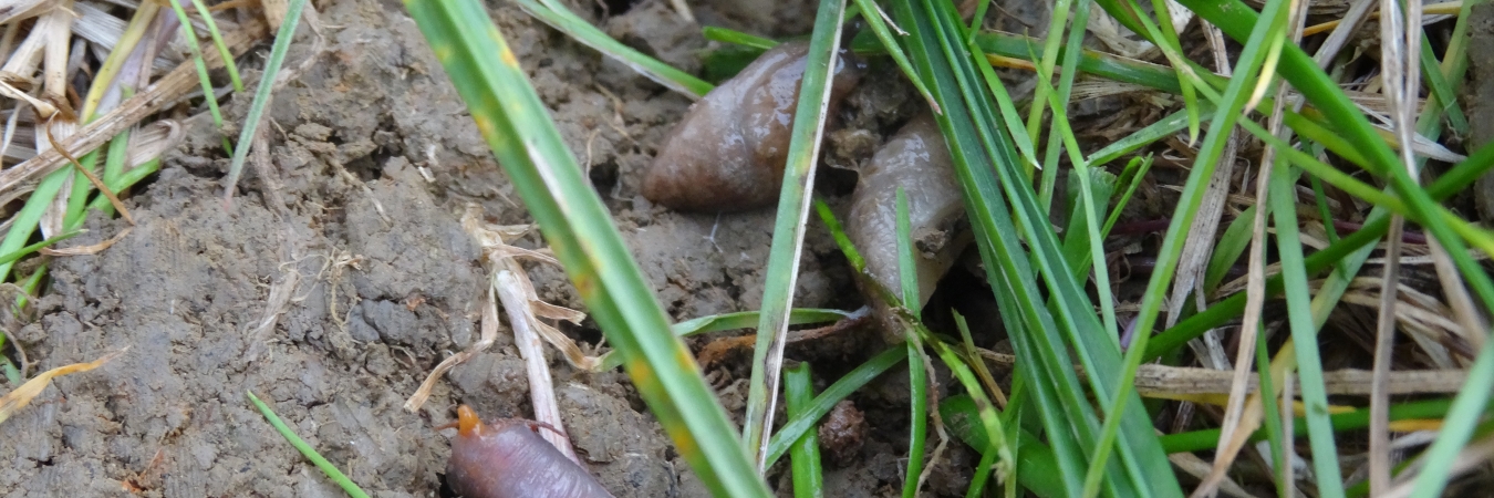 Worms in soil