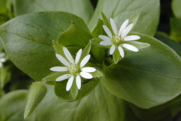 Chickweed