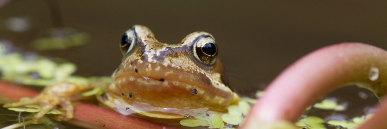 Common Frog Natural England Allan Drewitt CC BY-NC-ND 2