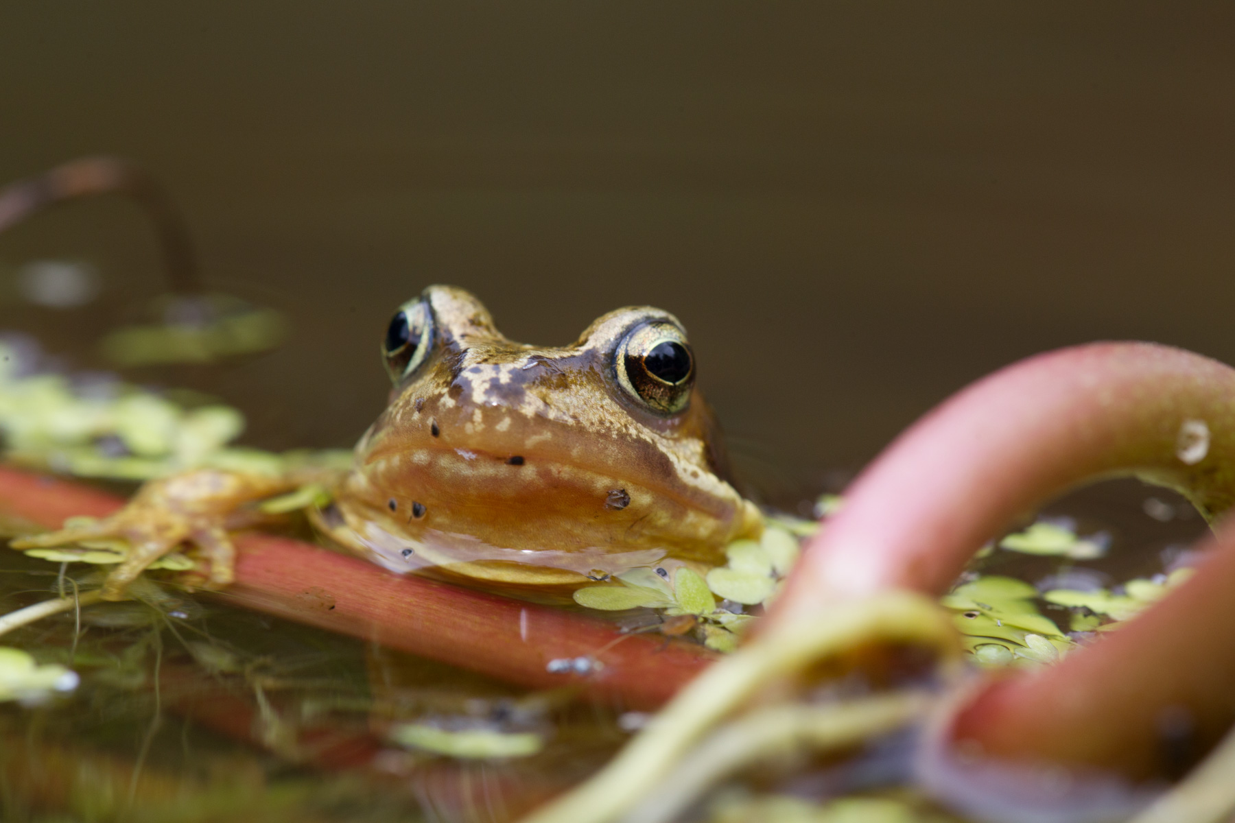 Amphibians and reptiles on farmland Agricology