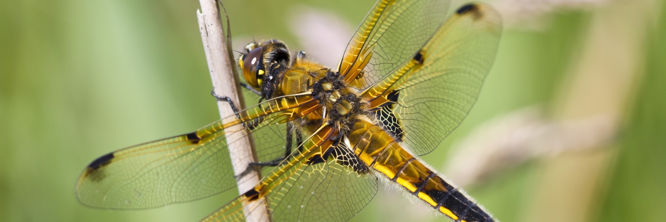 Four spotted chaser Natural England Allan Drewitt CC BY-NC-ND 2