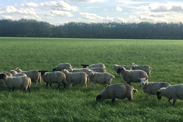 Sheep on holiday on Ferry Farm