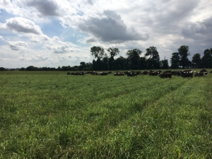 Temporary leys can help build soil organic matter. Photo credit: ADAS Temporary leys can help build soil organic matter. Photo credit: ADAS