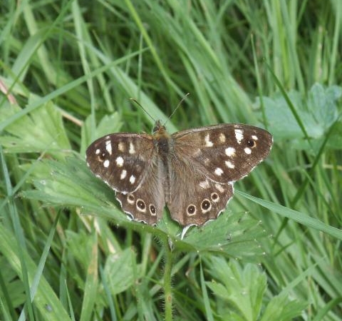 Speckled-Wood-butterfly