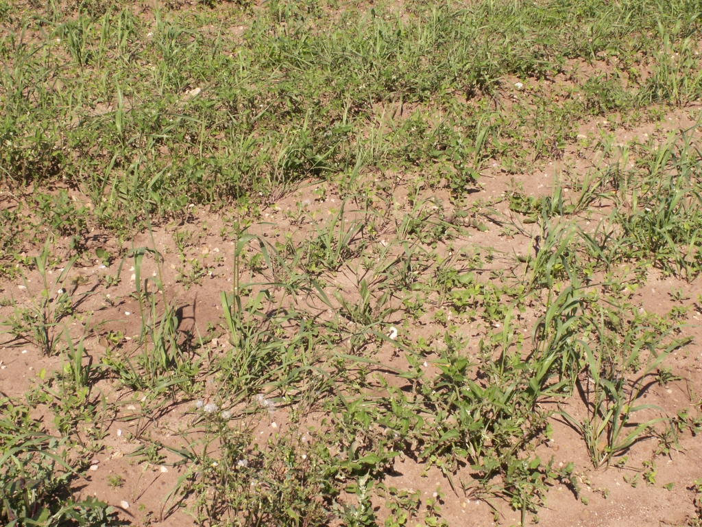 couch and clover in a field