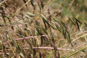 BROCO & ALOMY BROCO & ALOMY