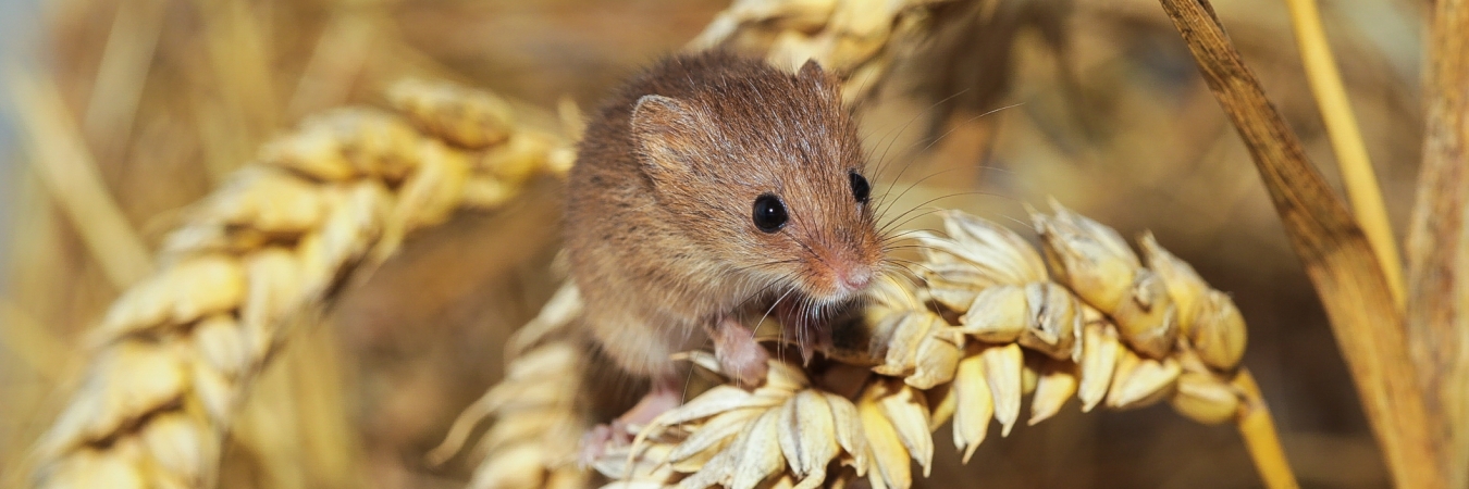 Harvest mouse Natural England Allan Drewitt CC BY-NC-ND 2