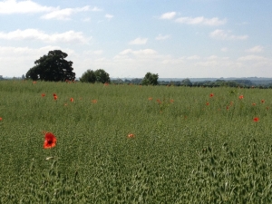 Managing weeds in arable rotations Managing weeds in arable rotations