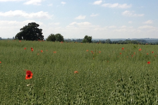 Managing weeds in arable rotations