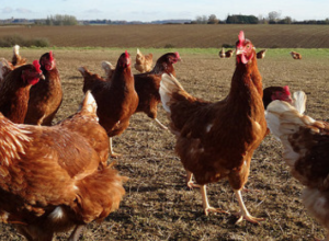 Free range chickens