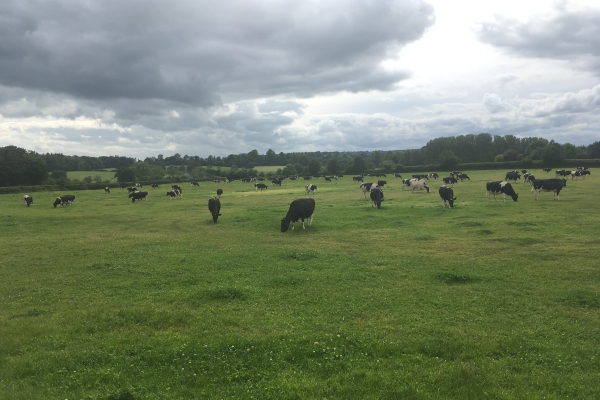 Cattle grazing in the landscape