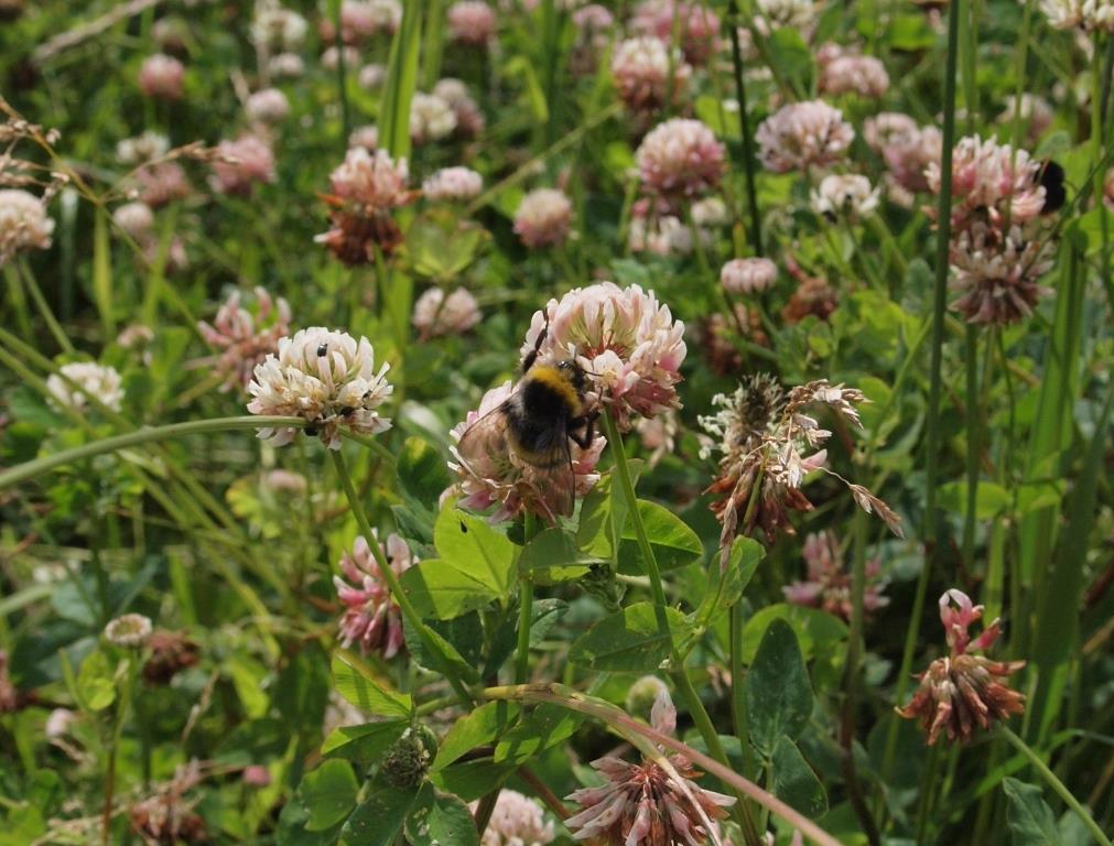 Providing for pollinators - what's the buzz? - Agricology