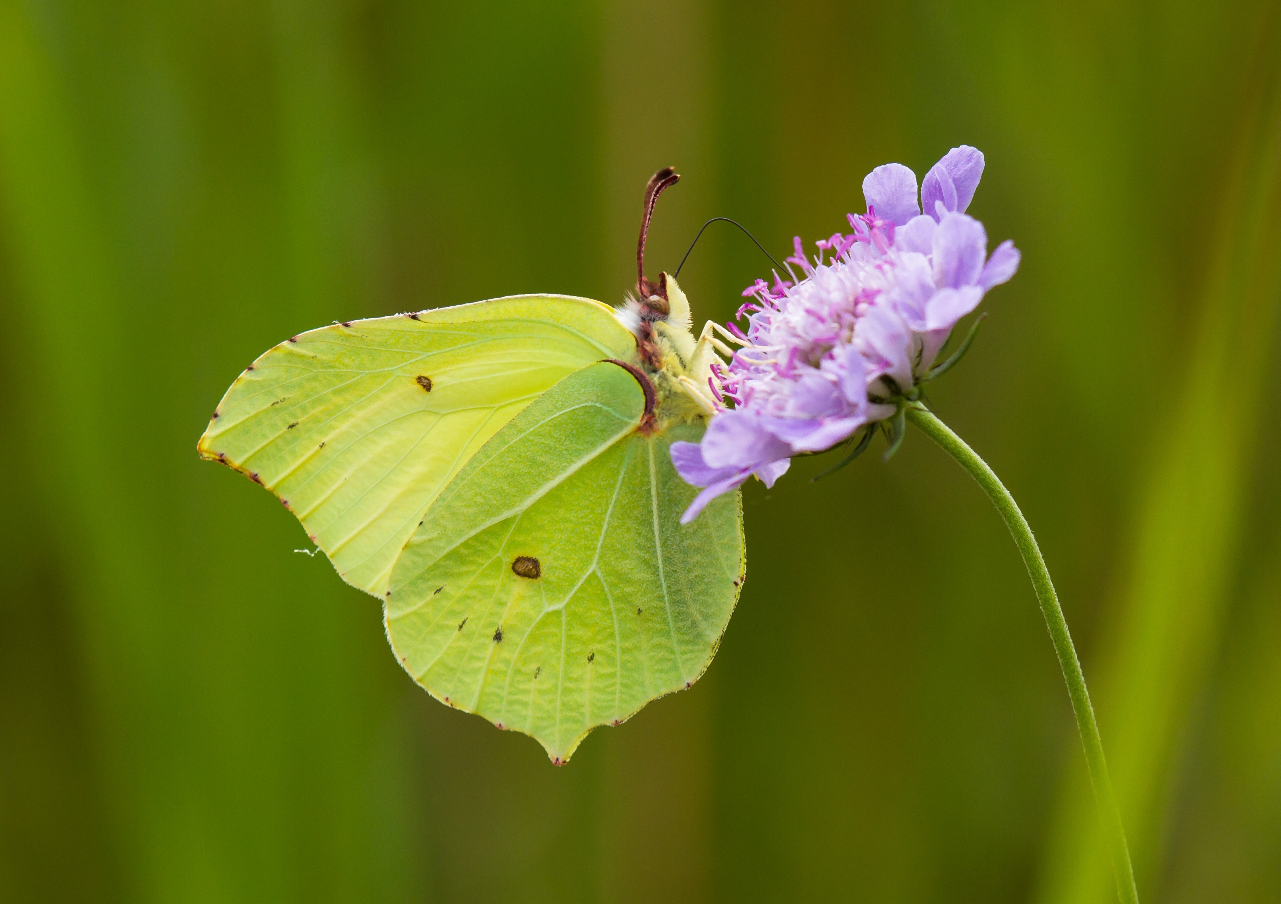 Brimstone. Photo credit: Allan Drewitt, Natural England