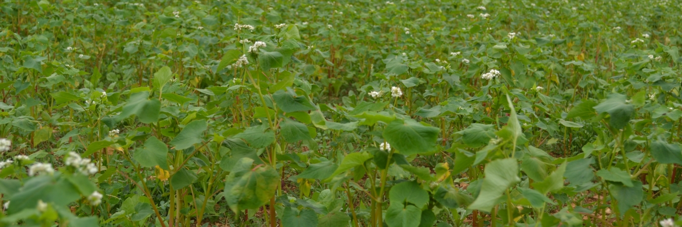 Buckwheat sown as a cover to allow grass seedlings to establish and prevent soil drying in the sun