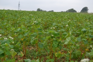 Buckwheat sown as a cover to allow grass seedlings to establish and prevent soil drying in the sun