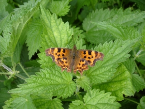 Comma butterfly on nettles. Photo credit: Charlie Barnes, GLNP