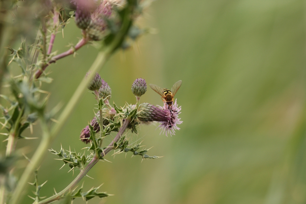 Creeping thistle Circium arvense, Snape Marshes, Suffolk. Photo credit: Natural England, Paul Lacey