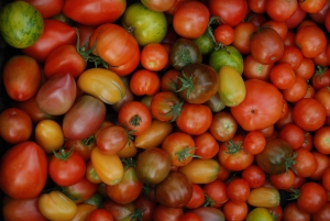 Diverse tomatoes