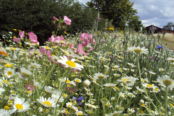 Flower-margin-at-STC-This-margin-was-designed-to-benefit-pollinators-especially-our-resident-honeybees-by-providing-abundant-year-round-nectar-and-pollen.-Picture-taken-by-Dave-George_1