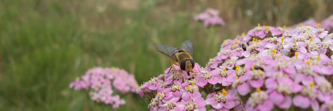 Hoverfly-on-yarrow-picture-taken-in-one-of-STCs-multifunctional-field-margins-sown-as-part-of-the-ECOSTAC-project.-Picture-taken-by-Dave-George