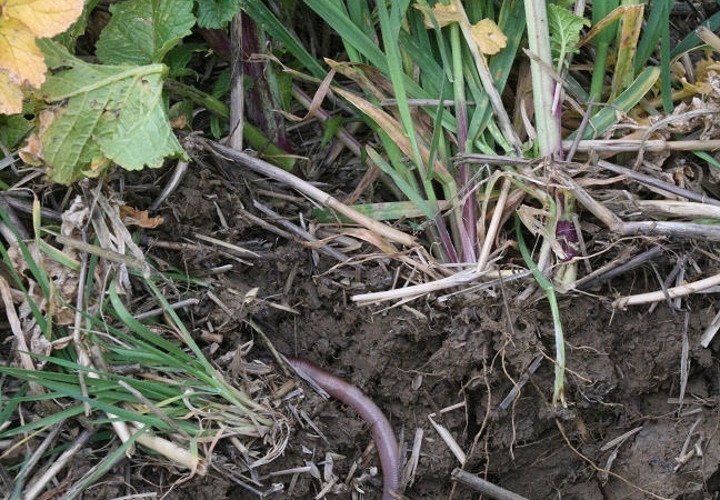 In field soil profile with earthworm